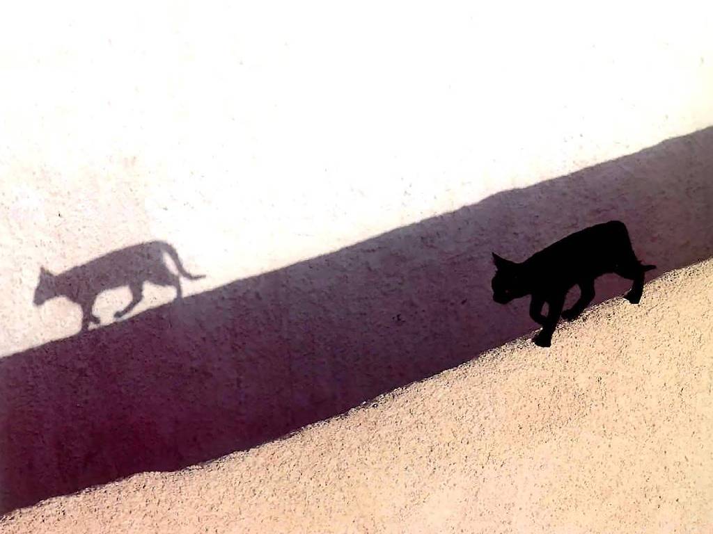 Gatti (132)